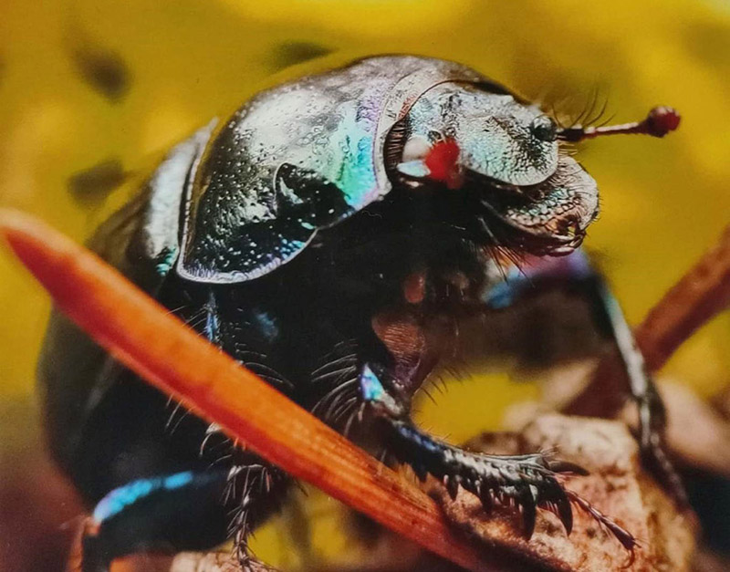 konkurs jesienne impresje m