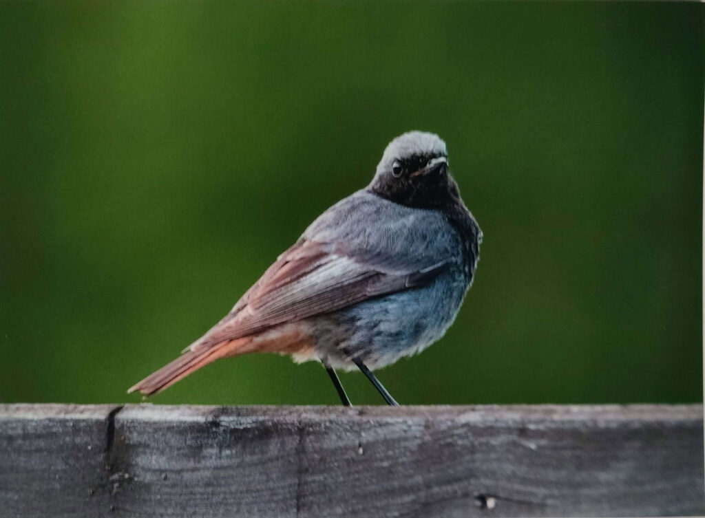 JESIENNE IMPRESJE CZYLI PRZYRODA W MOIM OBIEKTYWIE (2022) 2 konkurs jesienne impresje1