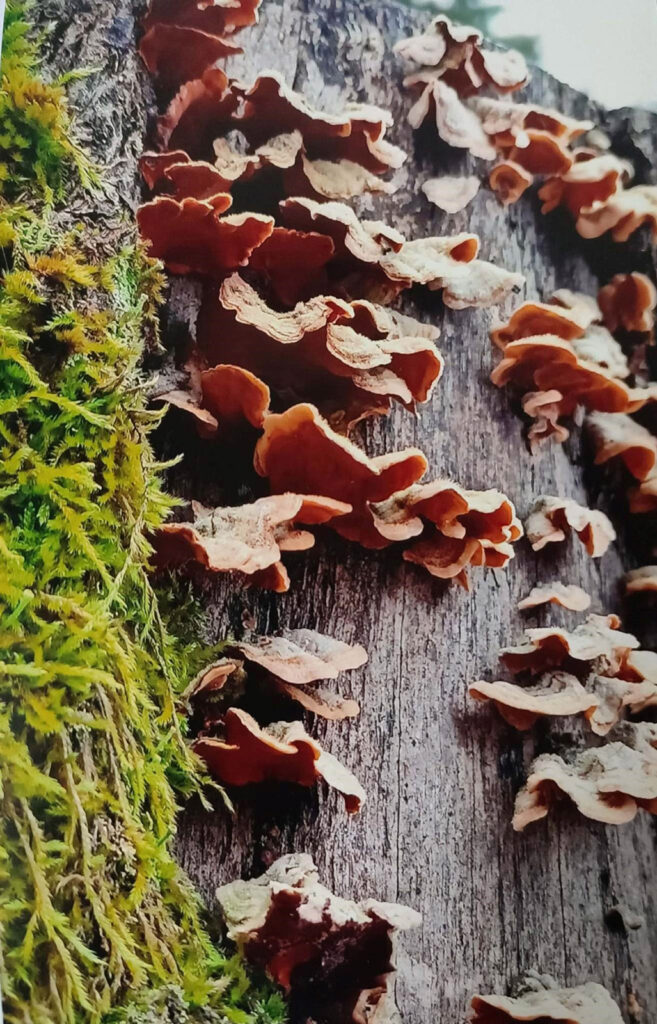 JESIENNE IMPRESJE CZYLI PRZYRODA W MOIM OBIEKTYWIE (2022) 11 konkurs jesienne impresje10