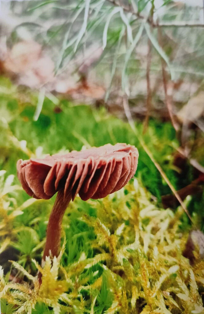 JESIENNE IMPRESJE CZYLI PRZYRODA W MOIM OBIEKTYWIE (2022) 12 konkurs jesienne impresje11