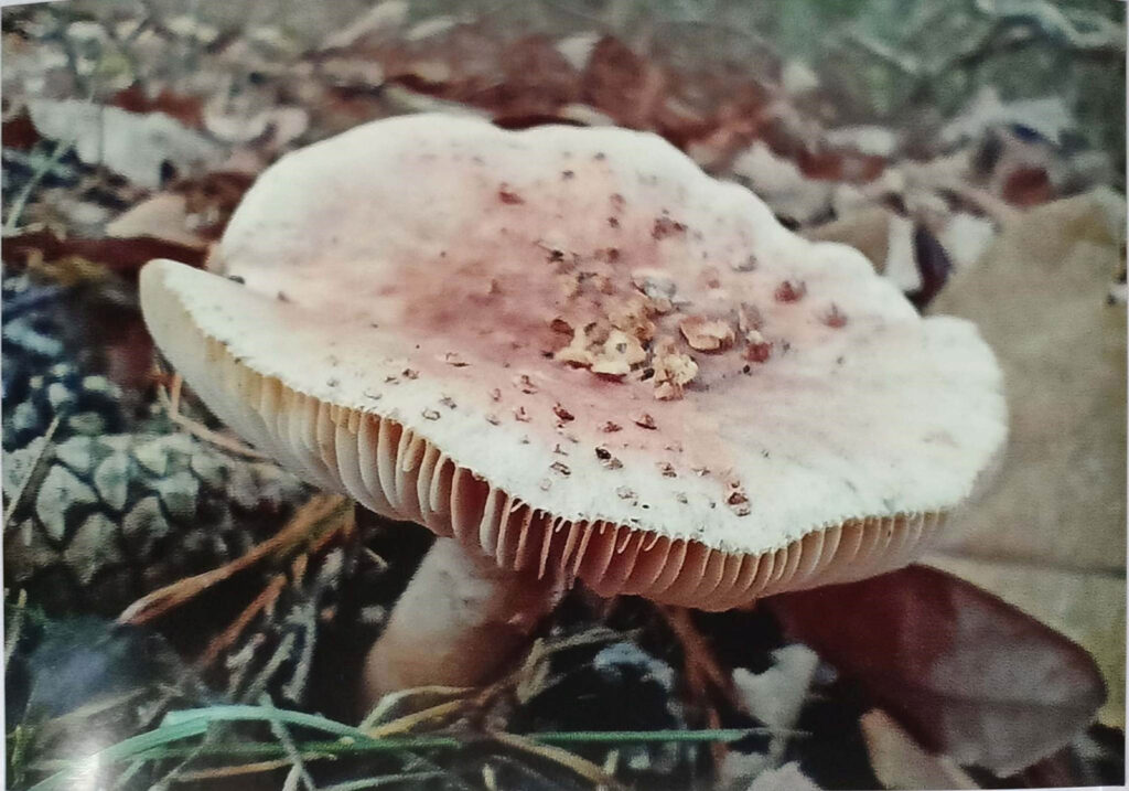 JESIENNE IMPRESJE CZYLI PRZYRODA W MOIM OBIEKTYWIE (2022) 13 konkurs jesienne impresje12