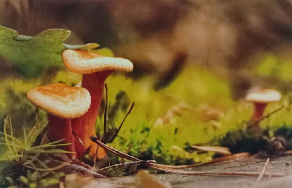 JESIENNE IMPRESJE CZYLI PRZYRODA W MOIM OBIEKTYWIE (2022) 14 konkurs jesienne impresje13