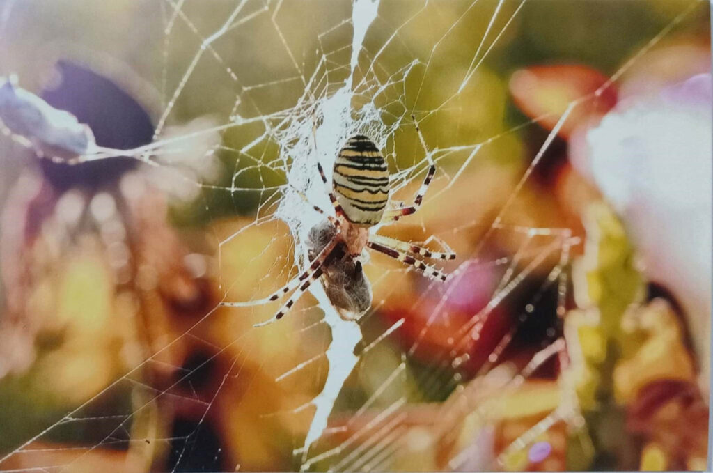 JESIENNE IMPRESJE CZYLI PRZYRODA W MOIM OBIEKTYWIE (2022) 15 konkurs jesienne impresje14