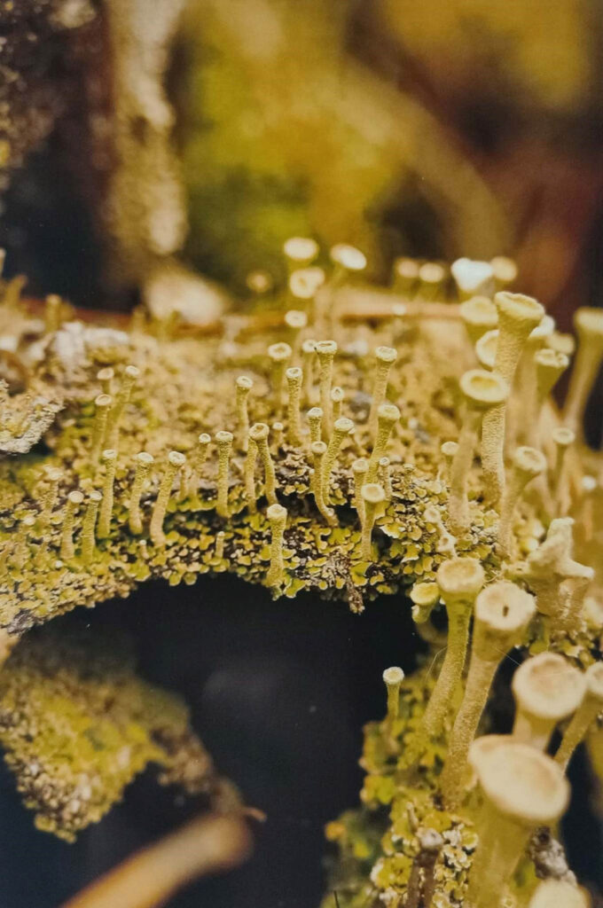 JESIENNE IMPRESJE CZYLI PRZYRODA W MOIM OBIEKTYWIE (2022) 16 konkurs jesienne impresje15