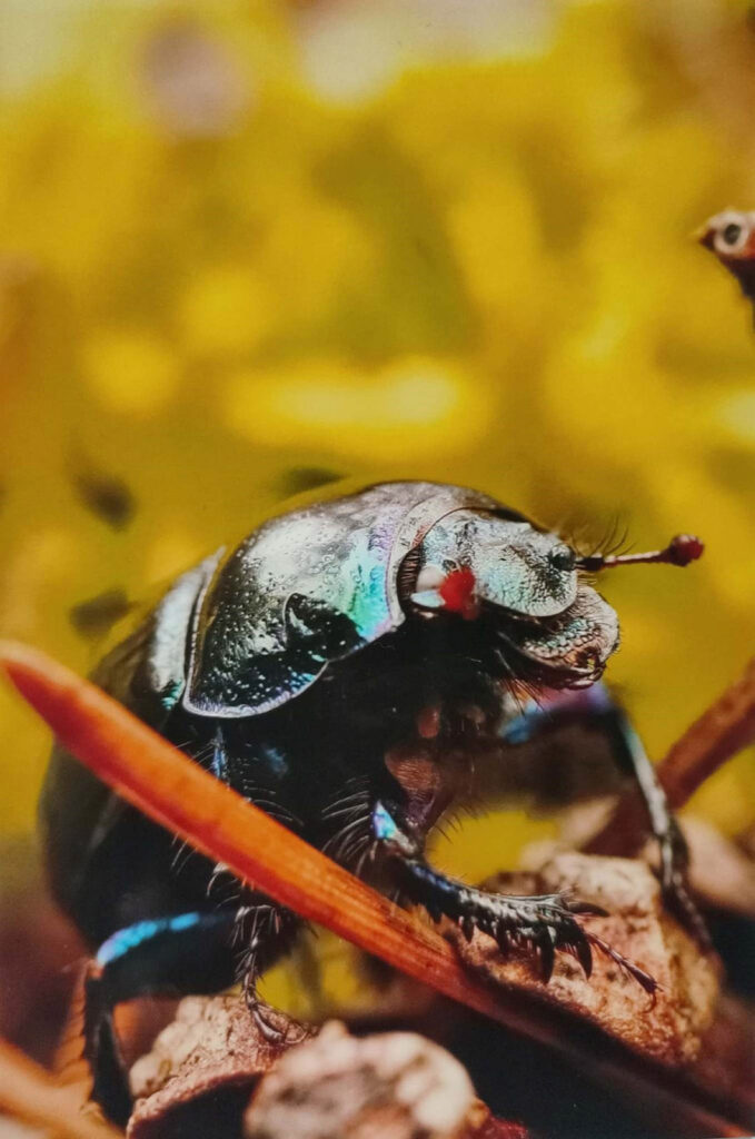 JESIENNE IMPRESJE CZYLI PRZYRODA W MOIM OBIEKTYWIE (2022) 17 konkurs jesienne impresje16