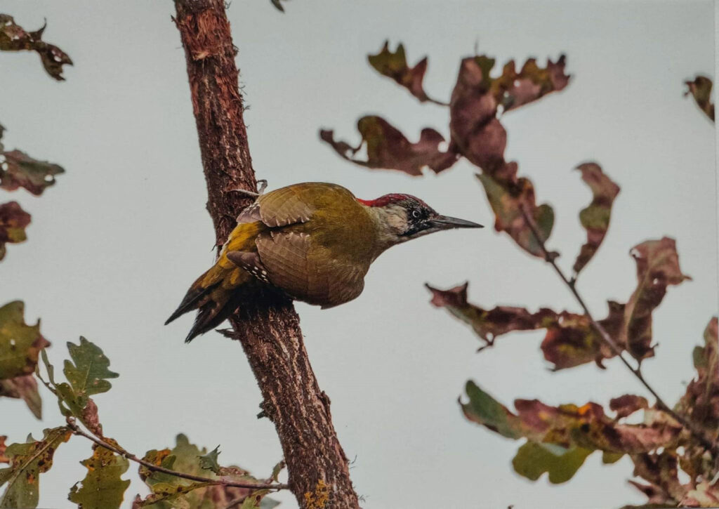 JESIENNE IMPRESJE CZYLI PRZYRODA W MOIM OBIEKTYWIE (2022) 3 konkurs jesienne impresje2