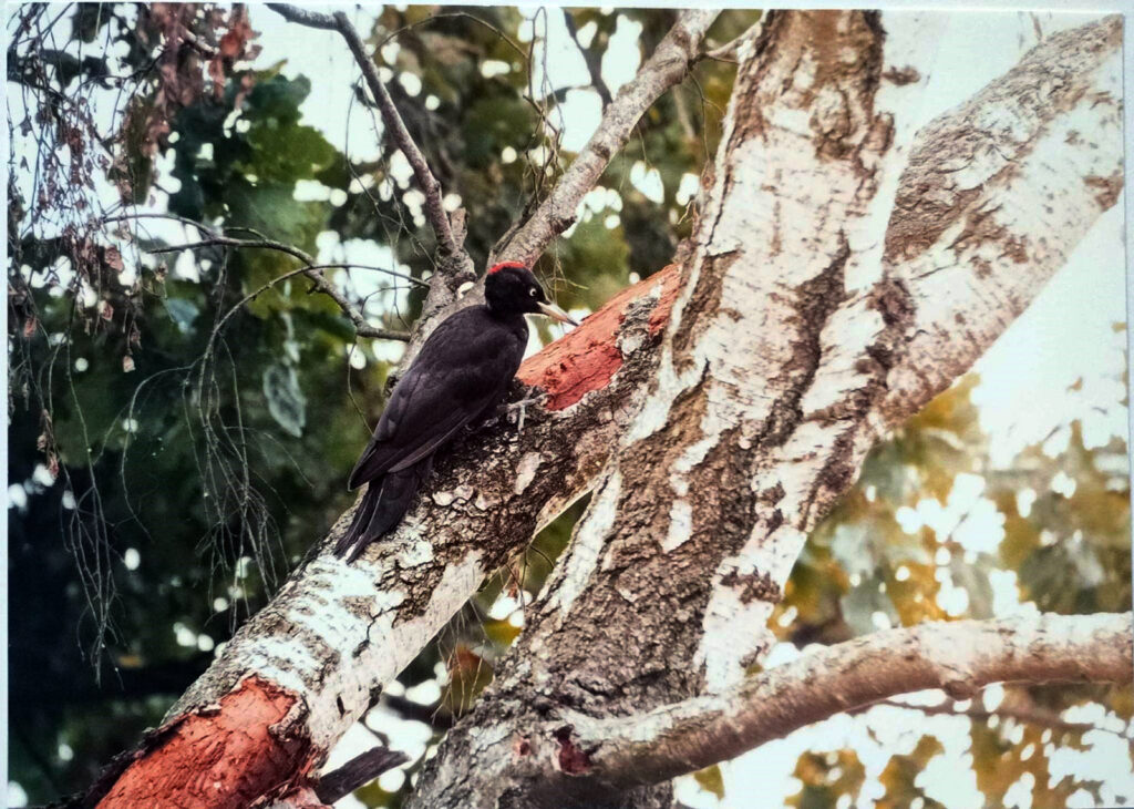 JESIENNE IMPRESJE CZYLI PRZYRODA W MOIM OBIEKTYWIE (2022) 4 konkurs jesienne impresje3