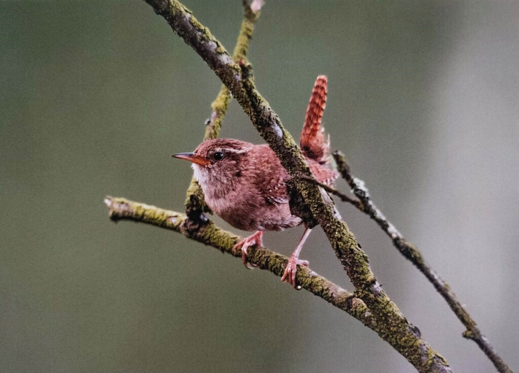 JESIENNE IMPRESJE CZYLI PRZYRODA W MOIM OBIEKTYWIE (2022) 5 konkurs jesienne impresje4