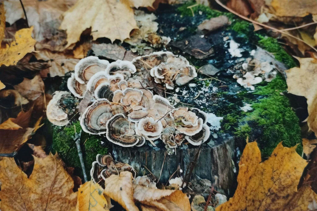 JESIENNE IMPRESJE CZYLI PRZYRODA W MOIM OBIEKTYWIE (2022) 6 konkurs jesienne impresje5