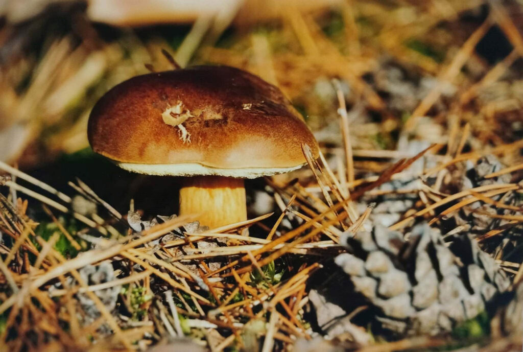 JESIENNE IMPRESJE CZYLI PRZYRODA W MOIM OBIEKTYWIE (2022) 7 konkurs jesienne impresje6