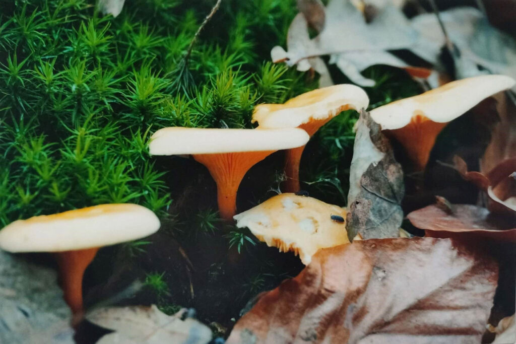 JESIENNE IMPRESJE CZYLI PRZYRODA W MOIM OBIEKTYWIE (2022) 9 konkurs jesienne impresje8