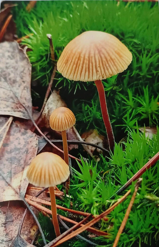 JESIENNE IMPRESJE CZYLI PRZYRODA W MOIM OBIEKTYWIE (2022) 10 konkurs jesienne impresje9