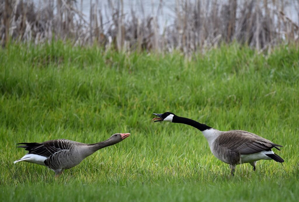 pd gegawa bernikla kanadyjska