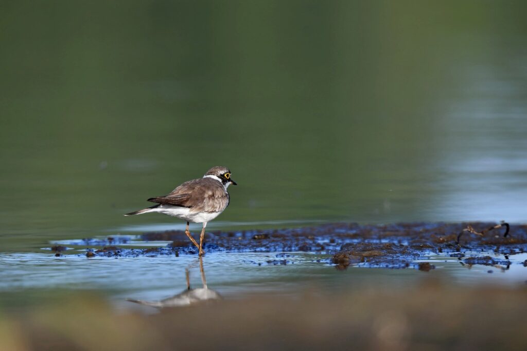 pd sieweczka rzeczna