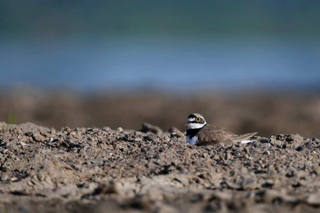 pd sieweczka rzeczna