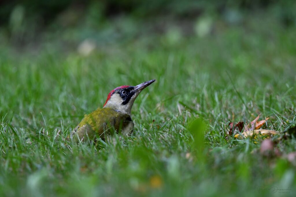 ptaki zieciol zielony